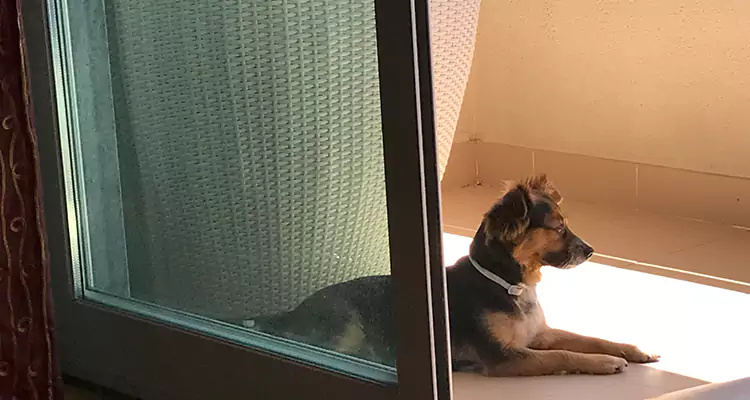 French Door Pet Screen Repair in Pinewood, FL